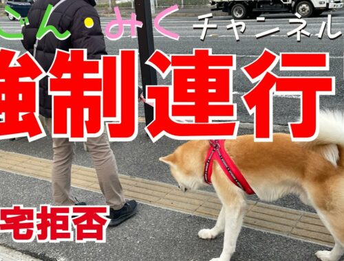 強制連行‼ 帰宅拒否　秋田犬【ごん・みく チャンネル】2023/02/09