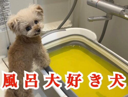 うちの犬がお風呂が大好きになりましたｗ【トイプードル】