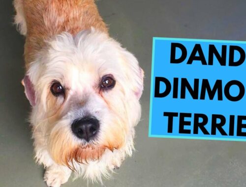 Dandie Dinmont Terrier - TOP 10 Interesting Facts