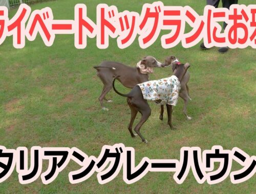 プライベートドッグランにお邪魔　イタリアングレーハウンド An Italian Greyhound that disturbs private dog runs