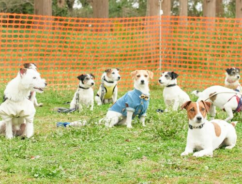 Jack Russell Terrier Festival 2022- Jack Russell Terrier rooted in Great Britain -