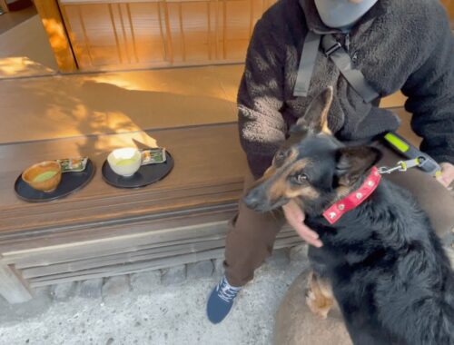 愛犬と一緒に茶室でお抹茶タイムしてきました！【ジャーマンシェパード】