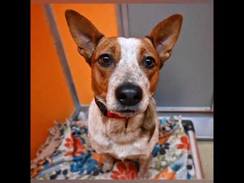 Meet Spice a Australian Cattle Dog currently available for adoption! 2/1/2023 4:01:39 PM