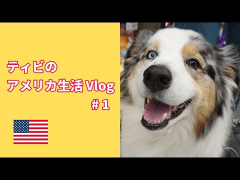 Vlog #1 ～オーストラリアンシェパードを選んだ理由【Australian Shepherd】