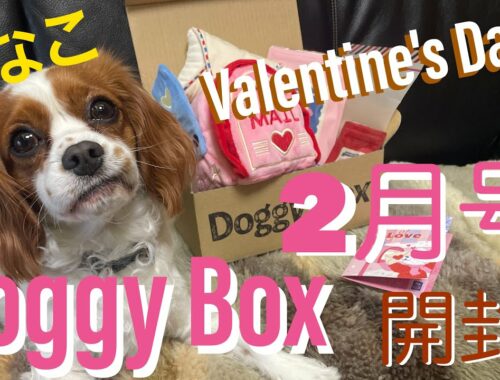 【キャバリアきなこ】DoggyBox2月号開封の儀#キャバリア #キャバリアキングチャールズスパニエル #犬 ＃DoggyBox