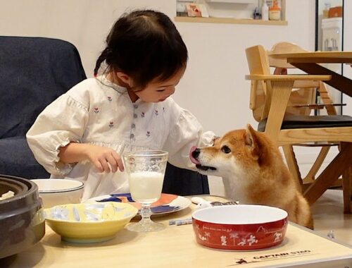 柴犬と４歳娘の食卓でのやり取りがとても優しくて癒された