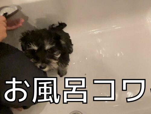 【初入浴】びびりのミニチュアシュナウザー子犬、お風呂デビュー