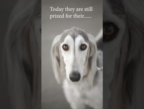 🐾Discover the Timeless Beauty of the World's Oldest Dog Breed: The Majestic Saluki🐶🐾 #shorts #viral