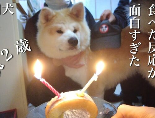 秋田犬ともぐら家族　はる、誕生日ケーキを食べた反応が面白すぎた