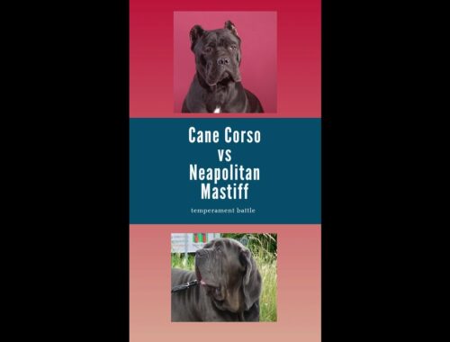 Cane Corso vs Neapolitan Mastiff