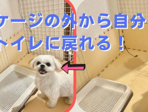【トイレトレーニング】素人でもできた子犬(マルペキ)がケージの外から戻ってトイレする3つのステップ【マルチーズ×ペキニーズ 】