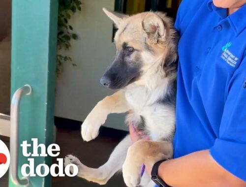 Terrified Puppy Completely Transforms When She Meets Another Dog | The Dodo