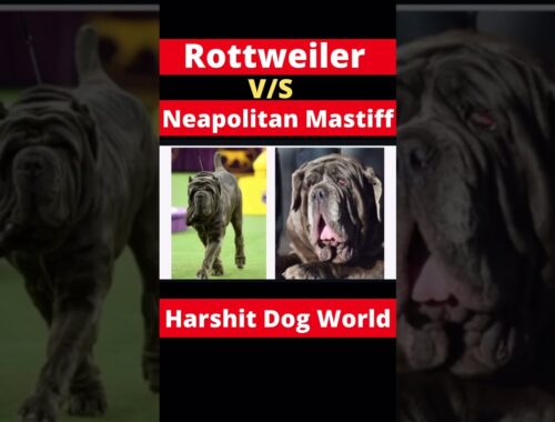 Rottweiler vs Neapolitan Mastiff. #shorts #rottweiler #neapolitanmastiff #dogvsdog