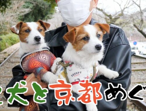 犬連れOKな京都の観光地を巡りました/ジャックラッセルテリア