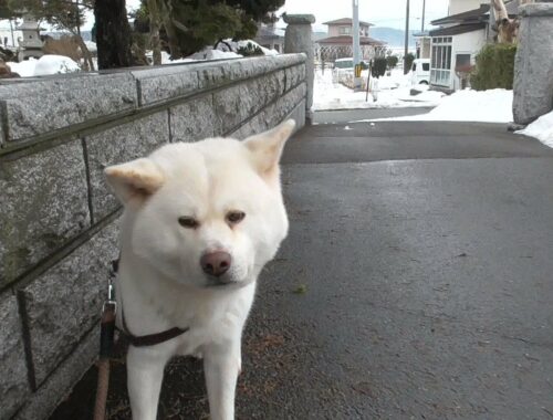 【秋田犬ゆうき】ささっとお散歩を終わらせたい飼い主に玄関までの牛歩戦術で抵抗する【akita dog】