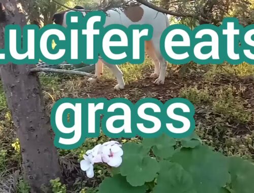 #スタッフォードシャーブルテリア💚ルシファー草を食べる#Staffordshire Bull Terrier 🌿Lucifer eats grass