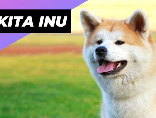 Akita Inu 🐶 One Of The Best Cold-Weather Dog Breeds #shorts