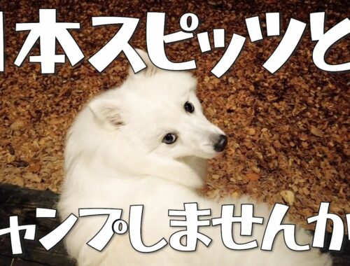 【犬とお出かけ】日本スピッツwithアラサー夫婦の初キャンプ in軽井沢
