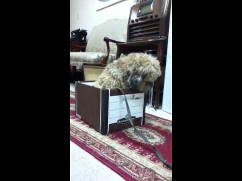 Puppy in a Box (Mojo the Tibetan Terrier)