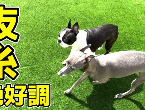 【ボストンテリアとイタグレ】抜糸と検査結果 Boston terrier & Italian greyhound