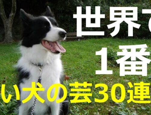 世界一賢い犬種ボーダーコリーによる可愛い芸30連発　Clever dog border collie's trick 30