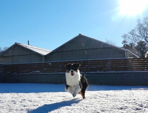 雪食いまくる犬【翌朝編】オーストラリアンシェパード