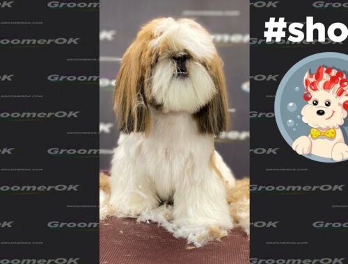Cute and Funny Dog | Today I Groomed a Shih Tzu