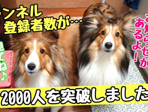 【ご報告】祝!登録者2,000人!! ありがとうございます💕 Thank you for 2,000 subscribers to my dogs' channel!