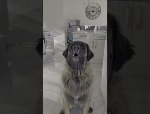 WHAT DO YOU THINK THE LEONBERGER IS ASKING #shorts #dog #funny