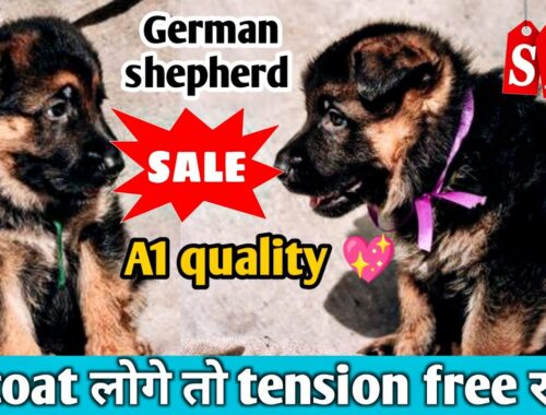 Best german shepherd puppies || German shepherd puppies in Delhi #gsd