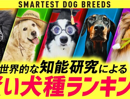 ❤️賢い犬種ランキング20【飼うのが難しい？】