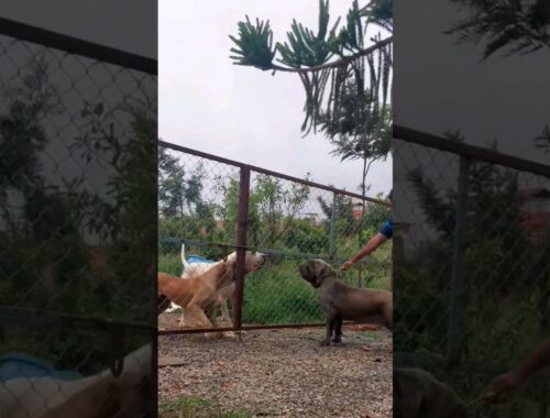 Neapolitan mastiff VS bully kutta