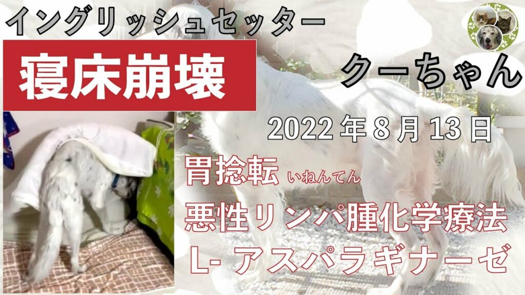 だんだん昔のクーに戻ってきた　イングリッシュセッター　クー　「胃捻転」「悪性リンパ腫」闘病生活