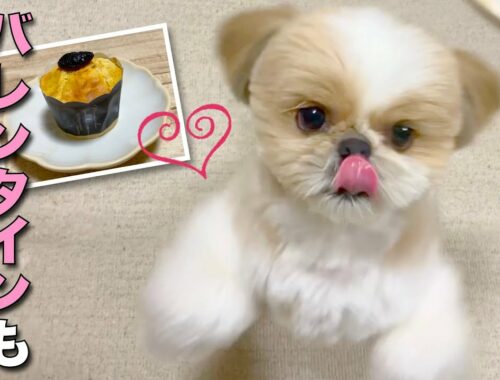 【シーズー】バレンタインもお芋ですか？大喜びのイモ好きの愛犬、飼い主の指まで食べちゃいそう www【232】