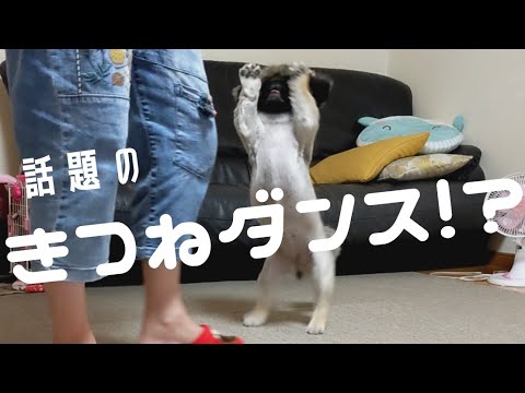 【ペキニーズ虎虎愛】朝から踊り狂う!?愛犬がこちらです!!