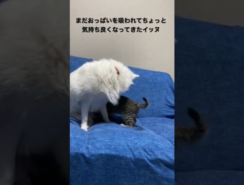 ミヌエットの子猫におっぱいを吸われる日本スピッツが困ってしまってわんわんわわん