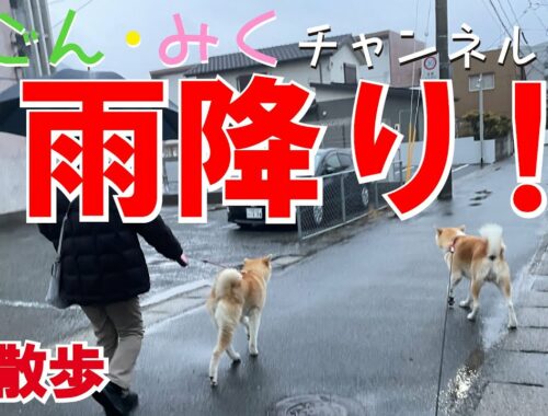 雨のお散歩　秋田犬【ごん・みく チャンネル】2023/02/10