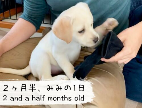 生後2ヶ月半、みみの1日【ラブラドール子犬】/Labrador Mimi 2 and a half months old #37