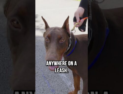 11 Month Old Doberman with Horrible Leash Reactivity