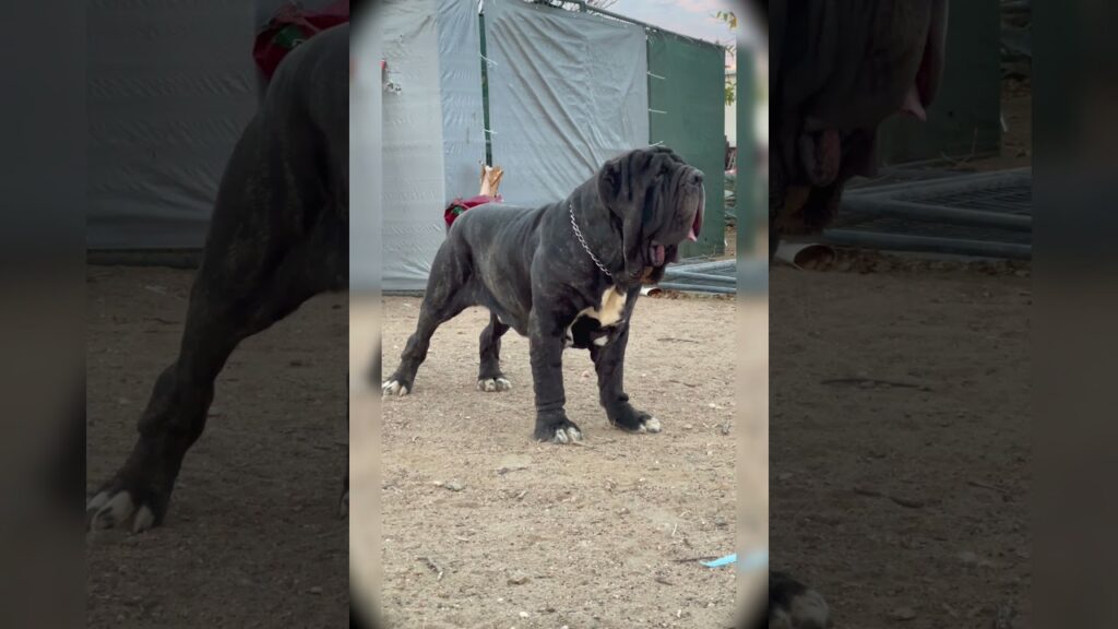 Huge Neapolitan Mastiff