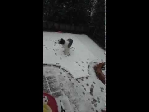ホイップの雪遊び