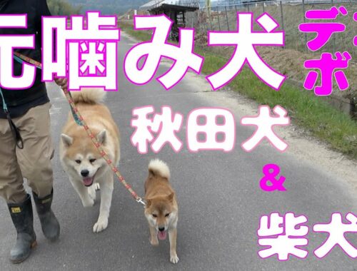 元噛み犬秋田犬アキラと柴犬ねねちゃんデコボコ散歩！