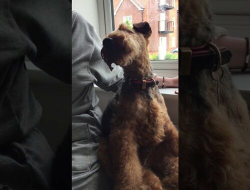 Welsh Terrier sings 'Rather Be' by Clean Bandit feat Jess Glynne