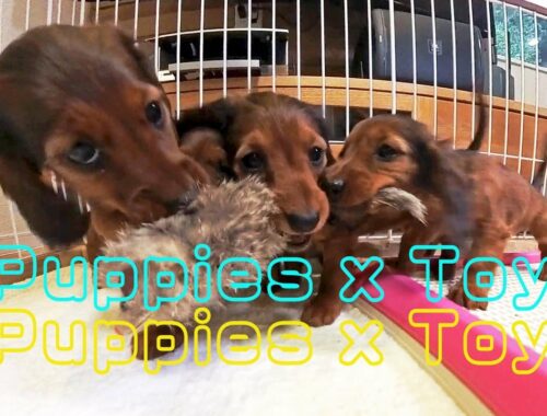 【ゆる動画】ただ仔犬にネズミピッピと遊んでほしいだけの動画【観なくても大丈夫】Dog playing NEZUMI PIPPI Puppies x Toy