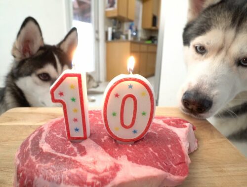 Gohan Celebrates His 10th Birthday With His Puppy Son!