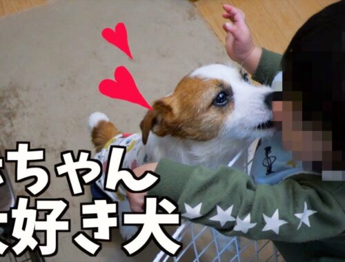 初めて会った人間の赤ちゃんが可愛くてたまらない犬/京都編5/ジャックラッセルテリア