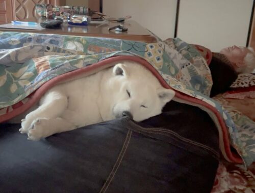 雪降り積もる柴犬、じいちゃんと仲良くコタツで寝る