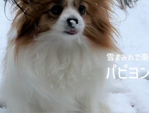 雪まみれで一心不乱に楽しむ姿がかわいすぎるパピヨン犬 #75
