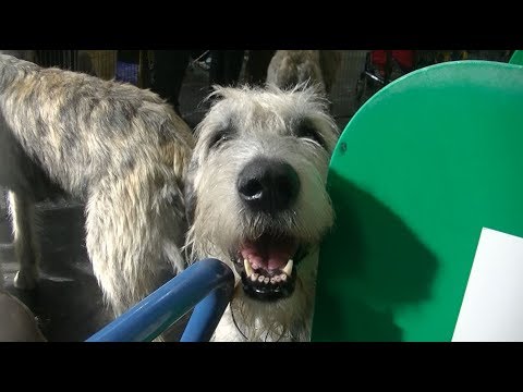 Irish Wolfhound Crufts 2019