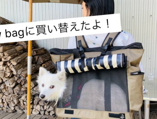 新しい犬用バッグを手に入れた日本スピッツちぃ。